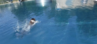 Hund schwimmt im Freibad Burgau durch das Becken