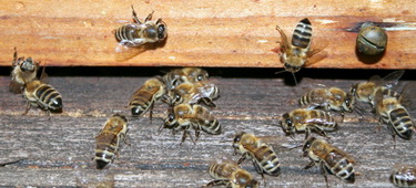 Bienenlehrpfad Burgau Bienen